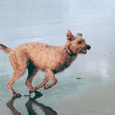Max